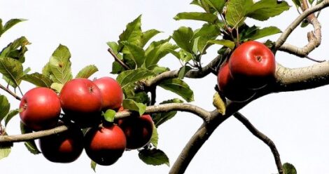 Guerrilla Grafters: Turning Urban Streets into Orchards Image